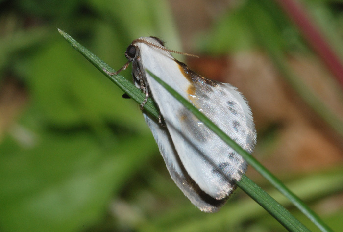 Cilix glaucata